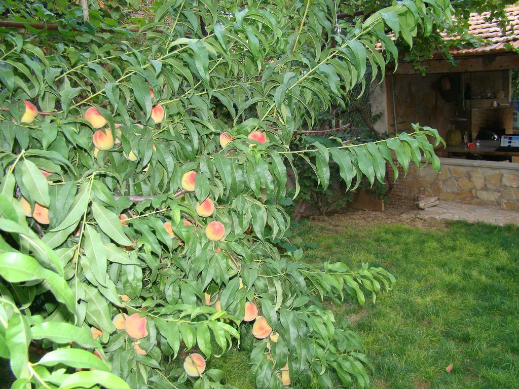 Guest House Ucha Mtsʼkhetʼa Exterior foto
